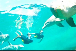 Black River: Swim with Dolphin Speed Boat Tour with lunch