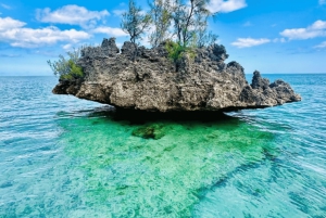 Black River: Swim with Dolphin Speed Boat Tour with lunch