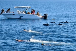 Passeio de lancha rápida para nadar com golfinhos no Rio Negro