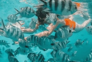 Blue Bay: Wizyta łodzią ze szklanym dnem i nurkowanie z rurką w Blue Bay