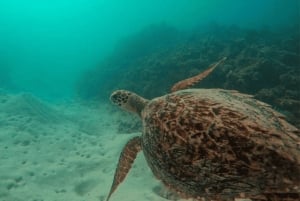 Blue Bay: Wizyta łodzią ze szklanym dnem i nurkowanie z rurką w Blue Bay