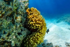 Blue Bay: Wizyta łodzią ze szklanym dnem i nurkowanie z rurką w Blue Bay