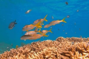 Blue Bay: Wizyta łodzią ze szklanym dnem i nurkowanie z rurką w Blue Bay