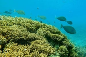 Blue Bay: Wizyta łodzią ze szklanym dnem i nurkowanie z rurką w Blue Bay