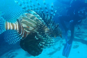 Blue Bay: LEARN TO DIVE TODAY with CORAL DIVING Team