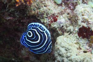 Blue Bay: LEARN TO DIVE TODAY with CORAL DIVING Team