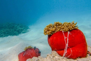 Blue Bay Group Snorkeling Trip with Creole Picnic