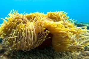 Blue Bay Group Snorkeling Trip with Creole Picnic