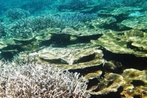 Blue Bay Group Snorkeling Trip with Creole Picnic