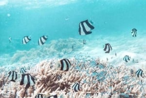 Blue Bay Group Snorkeling Trip with Creole Picnic