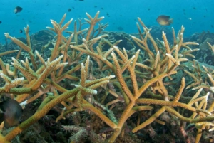 Blue Bay Group Snorkeling Trip with Creole Picnic