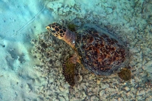 Blue Bay Group Snorkeling Trip with Creole Picnic