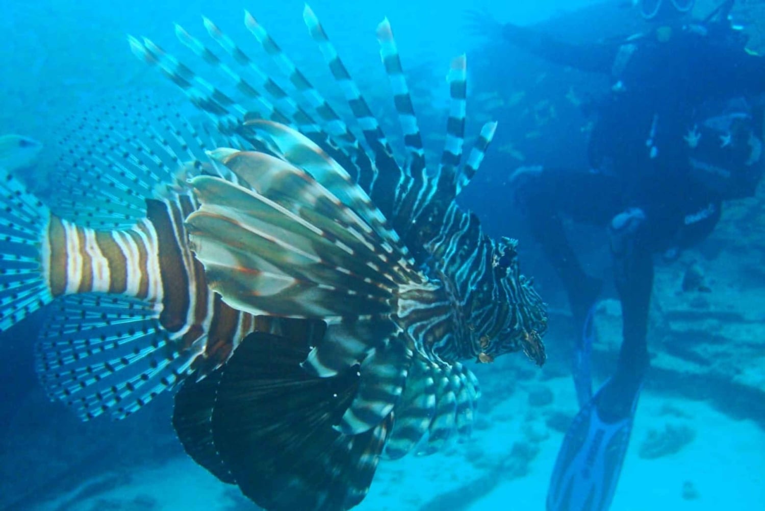 Blue Bay: IMPARA AD IMMERSIONARE OGGI con il CORAL DIVING TEAM