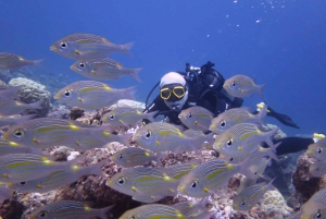 Blue Bay: LEARN TO DIVE TODAY with CORAL DIVING Team