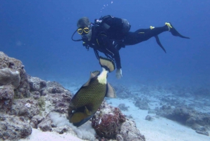 Blue Bay: LEARN TO DIVE TODAY with CORAL DIVING Team