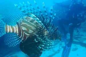 Blue Bay: Naucz się nurkować już dziś z CORAL DIVING Team