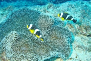 Blue Bay: Naucz się nurkować już dziś z CORAL DIVING Team