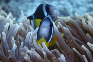 Blue Bay: Naucz się nurkować już dziś z CORAL DIVING Team