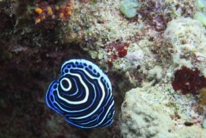 Blue Bay: Naucz się nurkować już dziś z CORAL DIVING Team