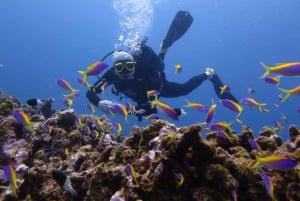 Blue Bay: Naucz się nurkować już dziś z CORAL DIVING Team