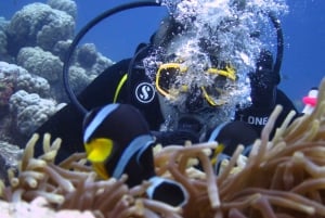 Blue Bay: Naucz się nurkować już dziś z CORAL DIVING Team