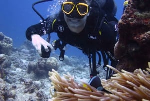 Blue Bay: Naucz się nurkować już dziś z CORAL DIVING Team