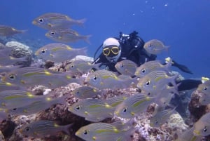 Blue Bay: Naucz się nurkować już dziś z CORAL DIVING Team