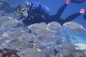 Blue Bay: Naucz się nurkować już dziś z CORAL DIVING Team