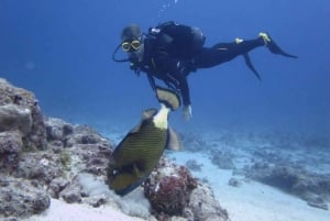 Blue Bay: Naucz się nurkować już dziś z CORAL DIVING Team