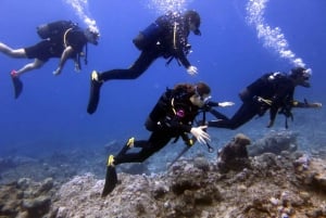 Blue Bay: Naucz się nurkować już dziś z CORAL DIVING Team