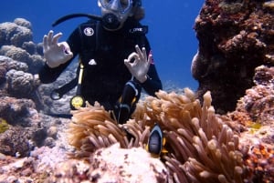 Blue Bay: Naucz się nurkować już dziś z CORAL DIVING Team