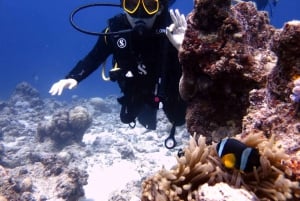 Blue Bay: Naucz się nurkować już dziś z CORAL DIVING Team