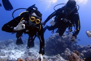 Blue Bay: Naucz się nurkować już dziś z CORAL DIVING Team