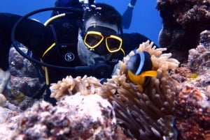 Blue Bay: Naucz się nurkować już dziś z CORAL DIVING Team