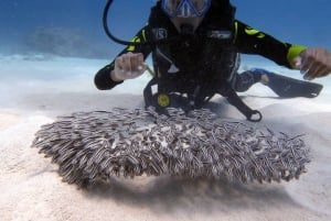 Blue Bay: Naucz się nurkować już dziś z CORAL DIVING Team