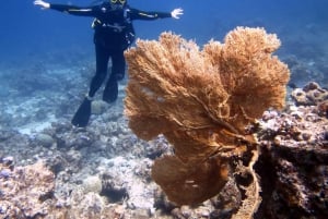 Blue Bay: Naucz się nurkować już dziś z CORAL DIVING Team