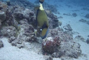 Blue Bay: IMPARA AD IMMERSIONARE OGGI con il CORAL DIVING TEAM