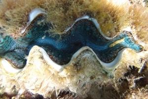 Blue Bay Mauritius: Snorkel Blue Bay with Glass-Bottom Boat