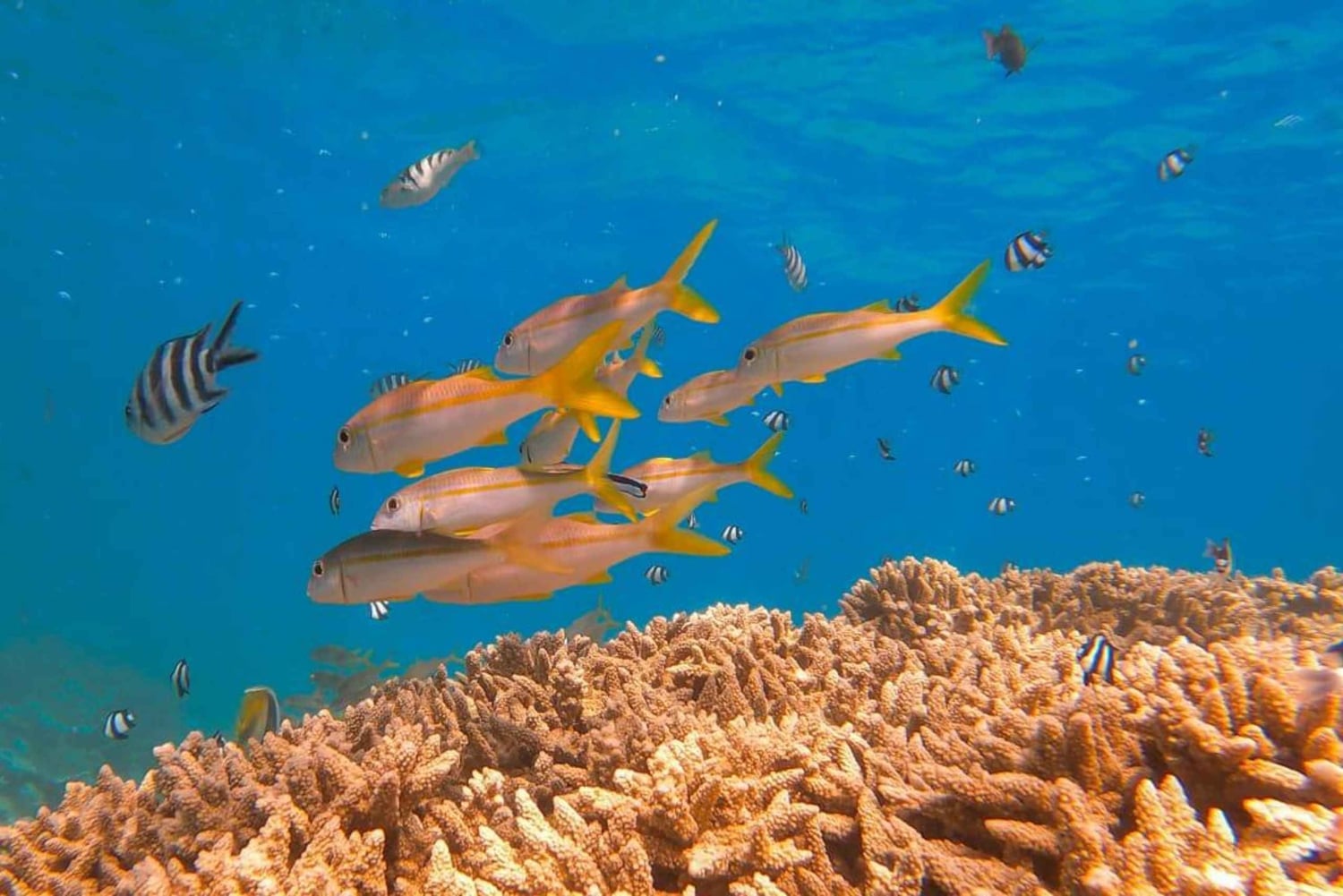 Blue Bay zur Île aux Aigrettes: Exklusive Schnorcheltour