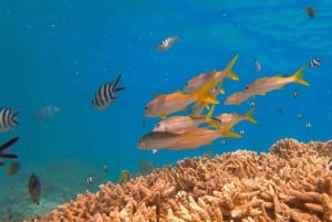 Blue Bay to Île aux Aigrettes: Exclusive Snorkeling Tour