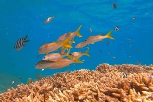 Blue Bay zur Île aux Aigrettes: Exklusive Schnorcheltour