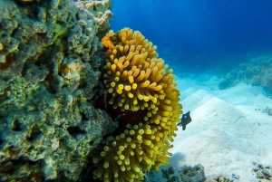 Blue Bay zur Île aux Aigrettes: Exklusive Schnorcheltour