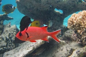 Экскурсия с подводным плаванием в морском парке Блю-Бэй