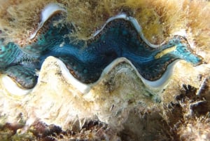 Экскурсия с подводным плаванием в морском парке Блю-Бэй