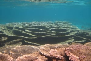 Экскурсия с подводным плаванием в морском парке Блю-Бэй