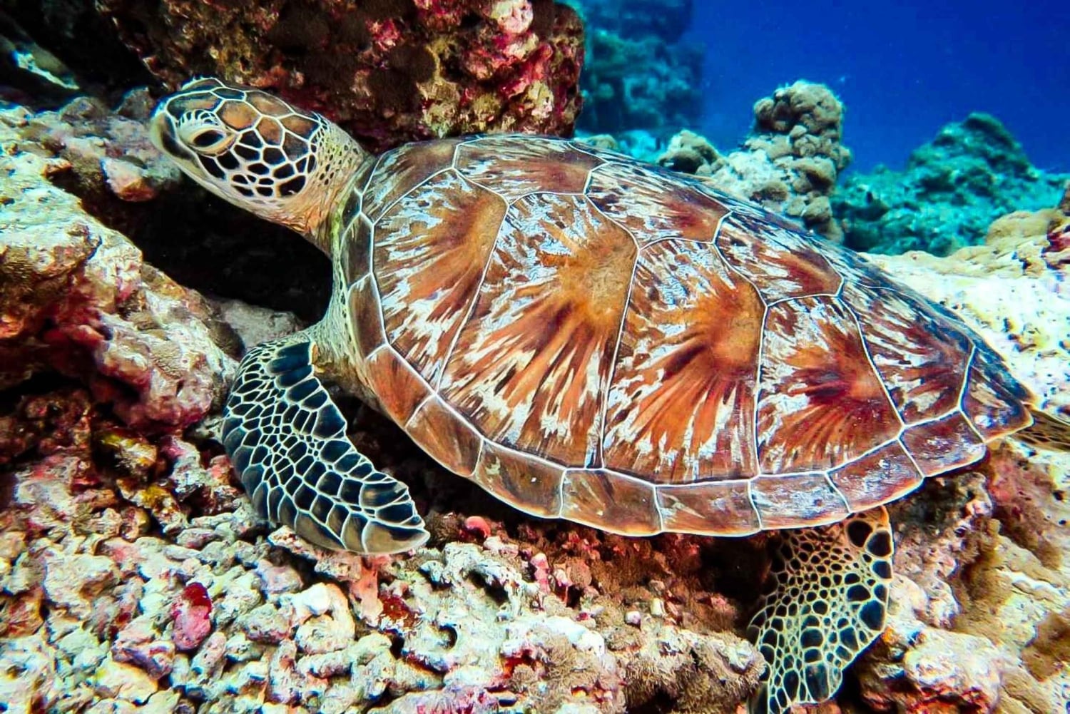 Blue World Explorer Adventures :PadiOpenWaterDiverCourse (cours de plongée en eau libre)