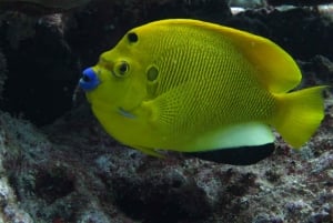 Blue World Explorer Adventures :PadiOpenWaterDiverCourse (cours de plongée en eau libre)