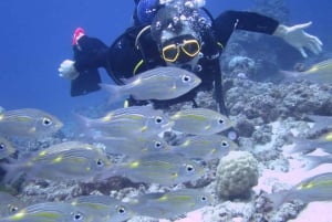 Blue World Explorer Adventures :PadiOpenWaterDiverCourse (cours de plongée en eau libre)