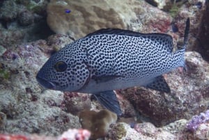 Blue World Explorer Adventures :PadiOpenWaterDiverCourse (cours de plongée en eau libre)