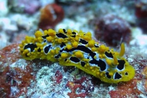 Blue World Explorer Adventures :PadiOpenWaterDiverCourse (cours de plongée en eau libre)